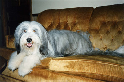 At 15 months Smokey's coat has nearly greyed out. Here he is on the sofa in the family room.